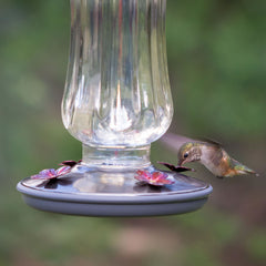 Perky-Pet Starglow feeder showing wide mouth design for easy filling
