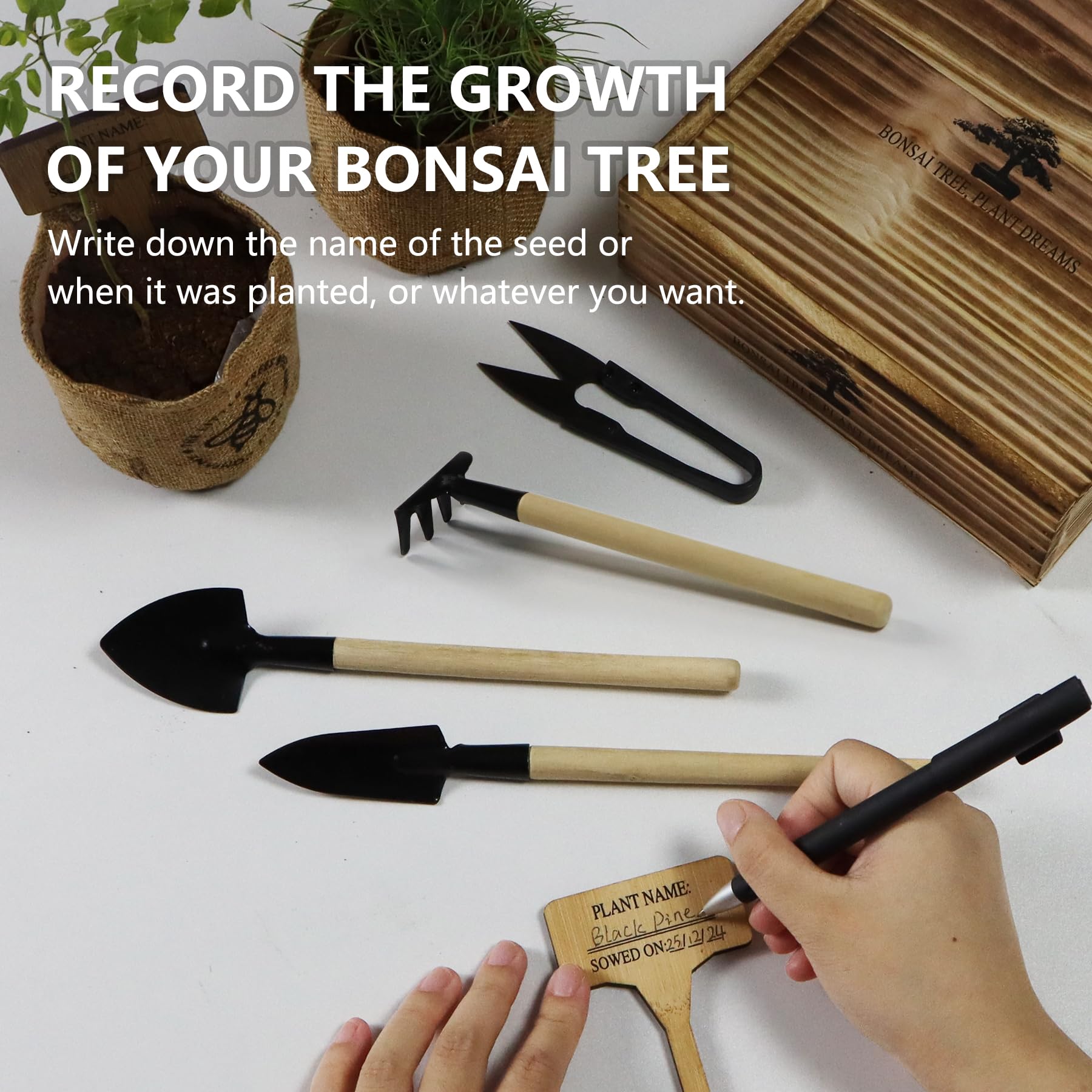 Person planting seeds from LUOJIBIE Bonsai Tree Kit