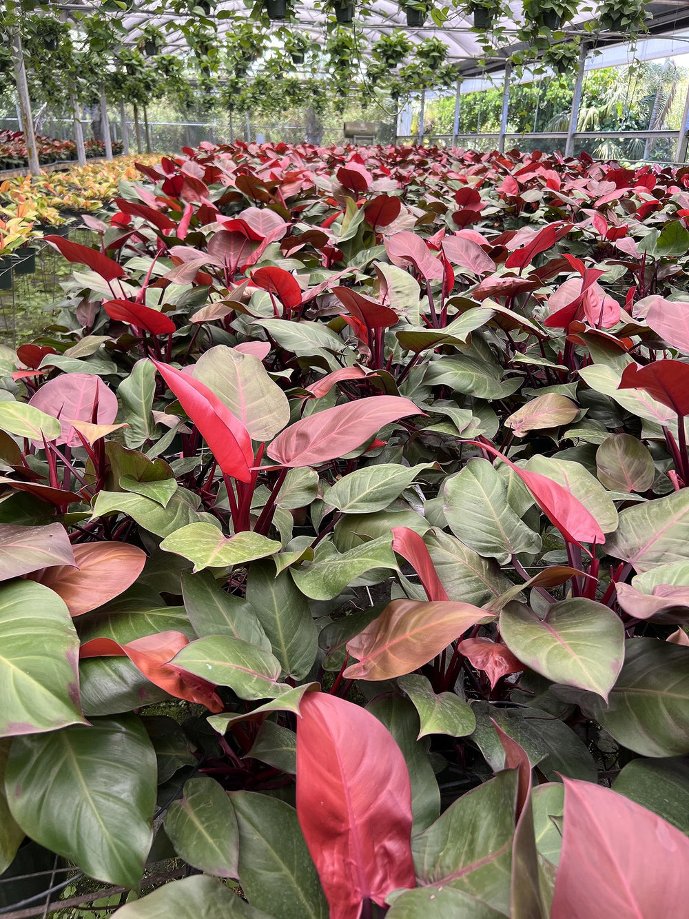 Peter's Professional 20-20-20 Fertilizer application process