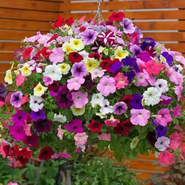 Petunia flowers in various colours in a sunny garden