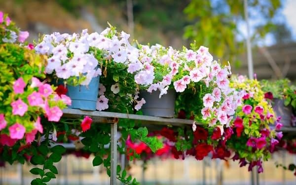 Petunia seeds with measuring spoon for planting
