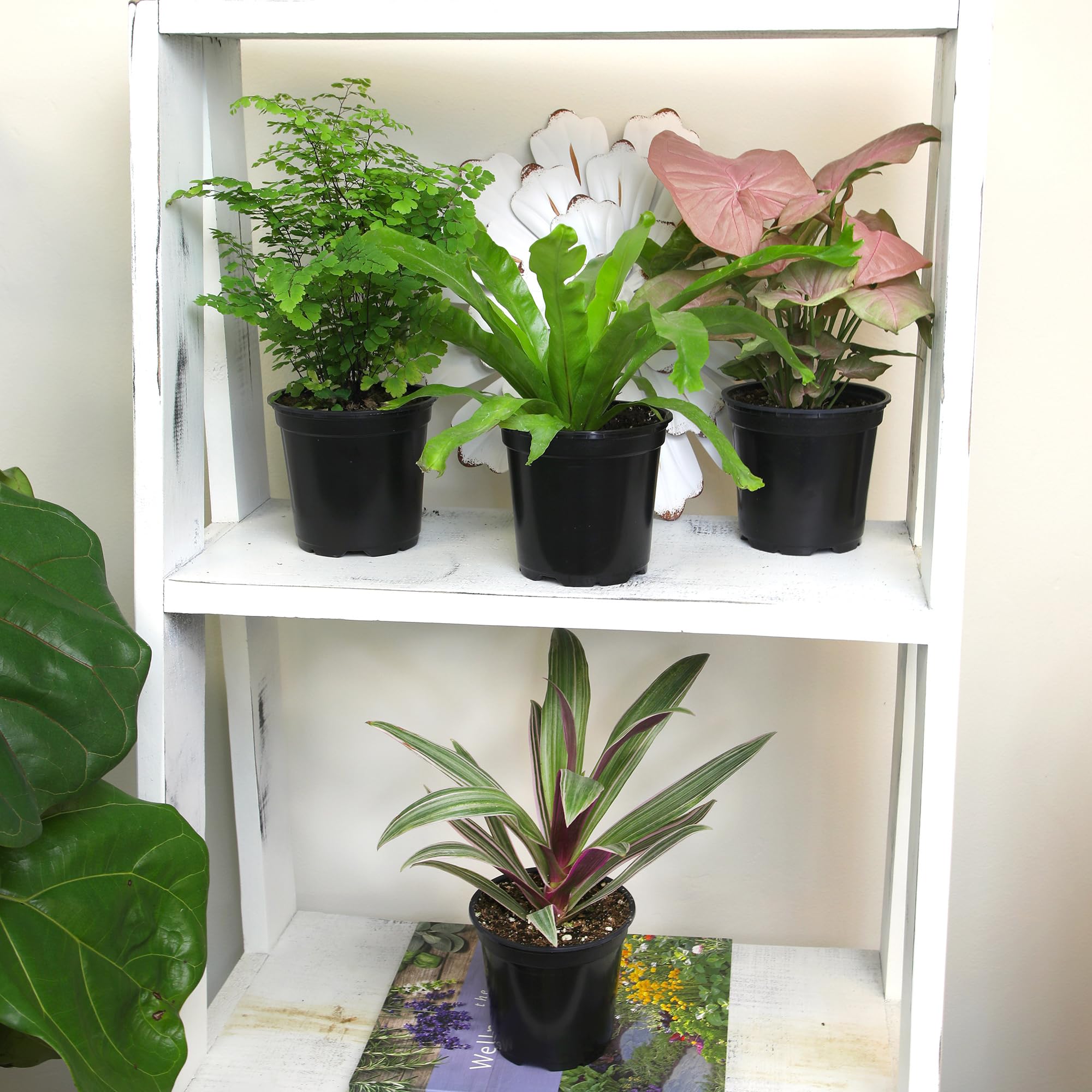 Philodendron plant from Altman Plants collection in indoor setting