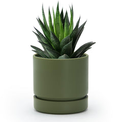 Phoenix Vine 4 Inch Olive Planter Pot with drainage hole and saucer