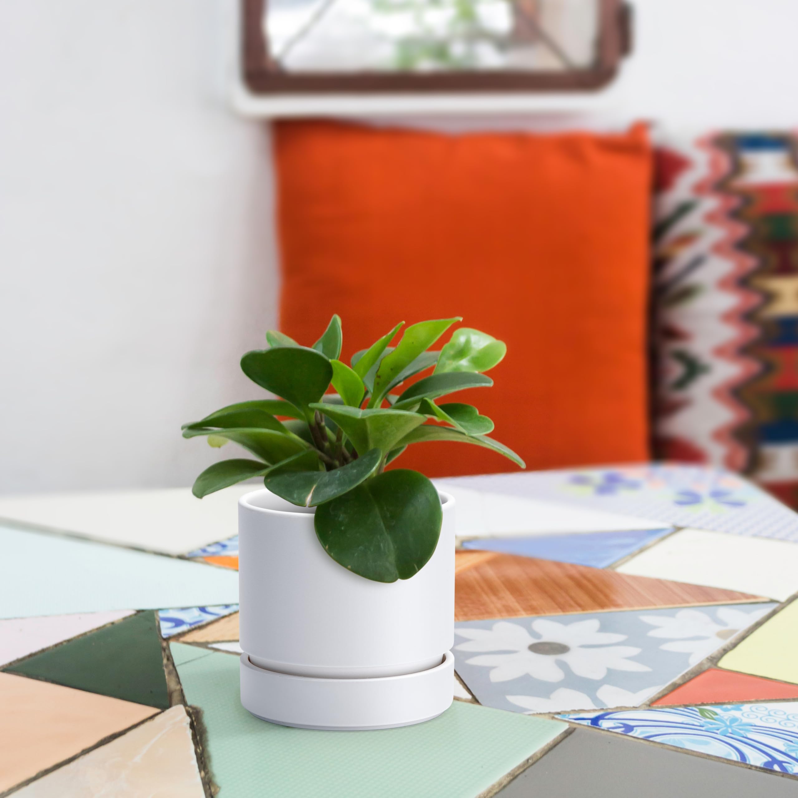Phoenix Vine 4 Inch Planter Pot on a modern desk
