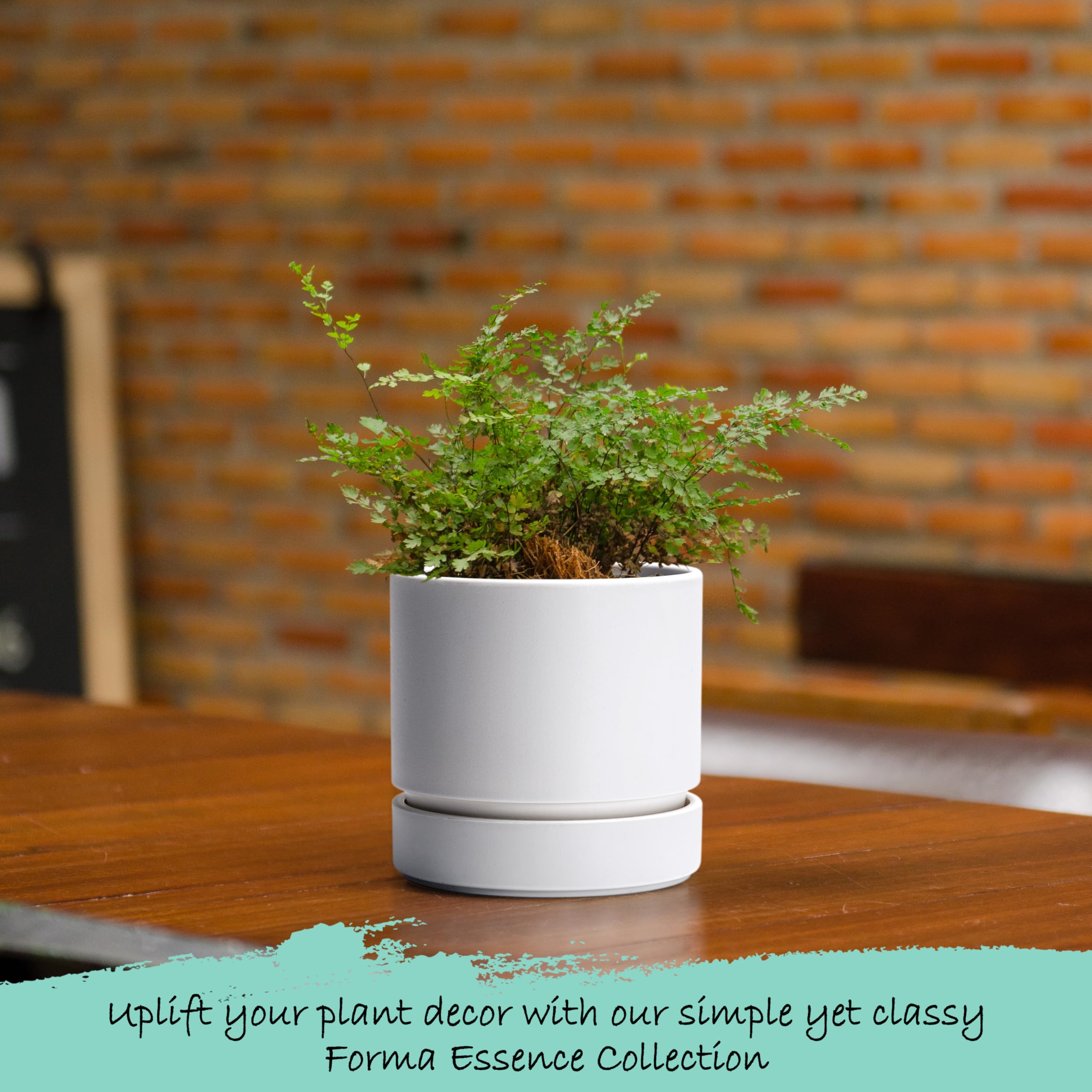 Phoenix Vine 4 Inch Planter Pot with healthy plants