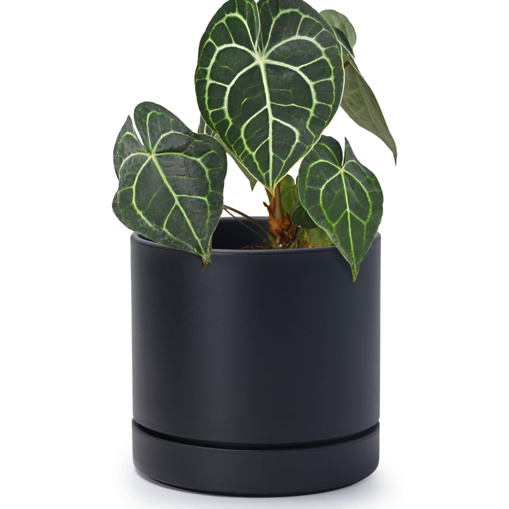 Phoenix Vine 6 Inch Matte Black Planter Pot front view