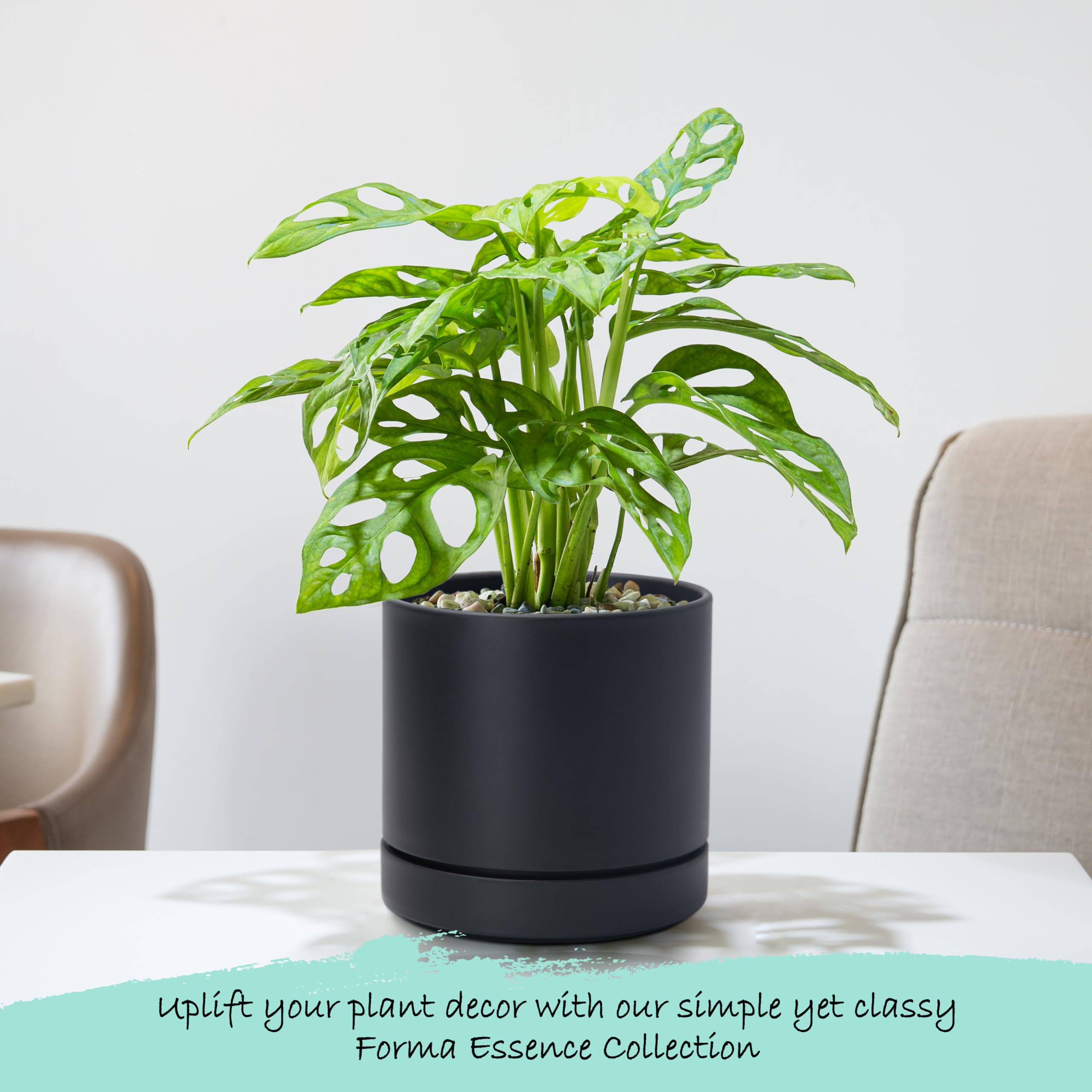Phoenix Vine 6 Inch Planter Pot with deep saucer for watering