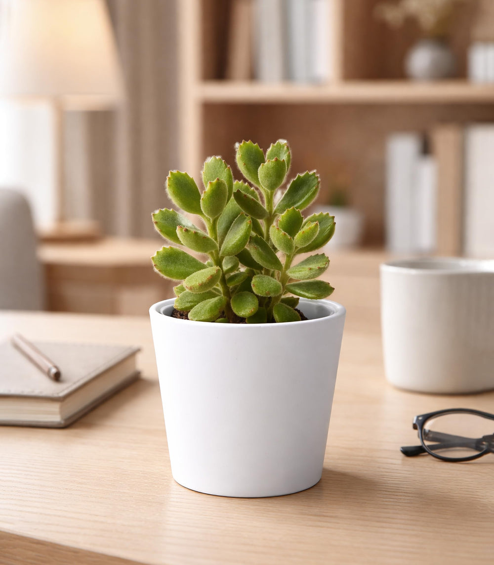 Phoenix Vine cachepot with plants for indoor gardening