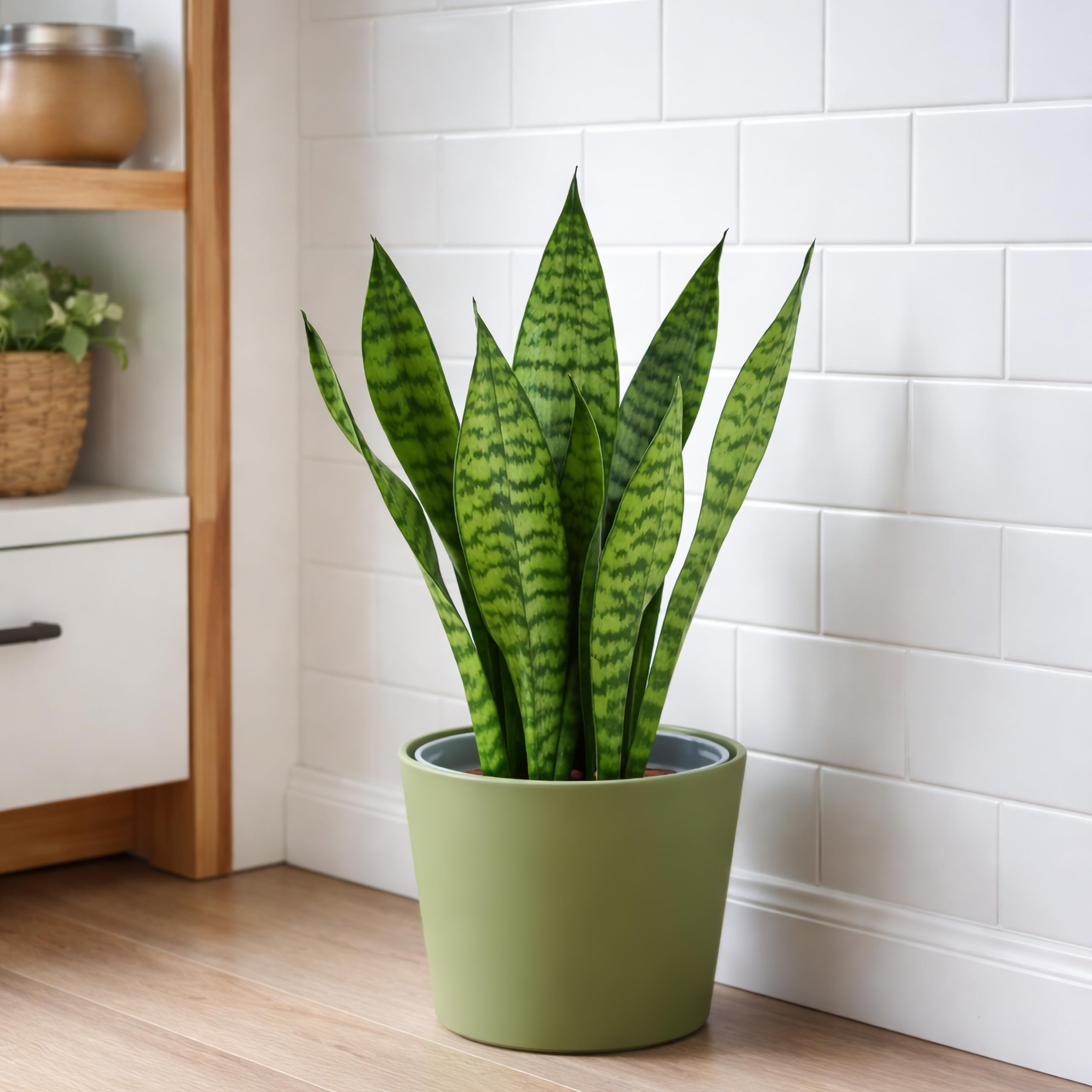 Phoenix Vine Cachepot with plants in indoor setting