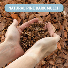Pine bark mulch applied to a potted plant for decorative effect