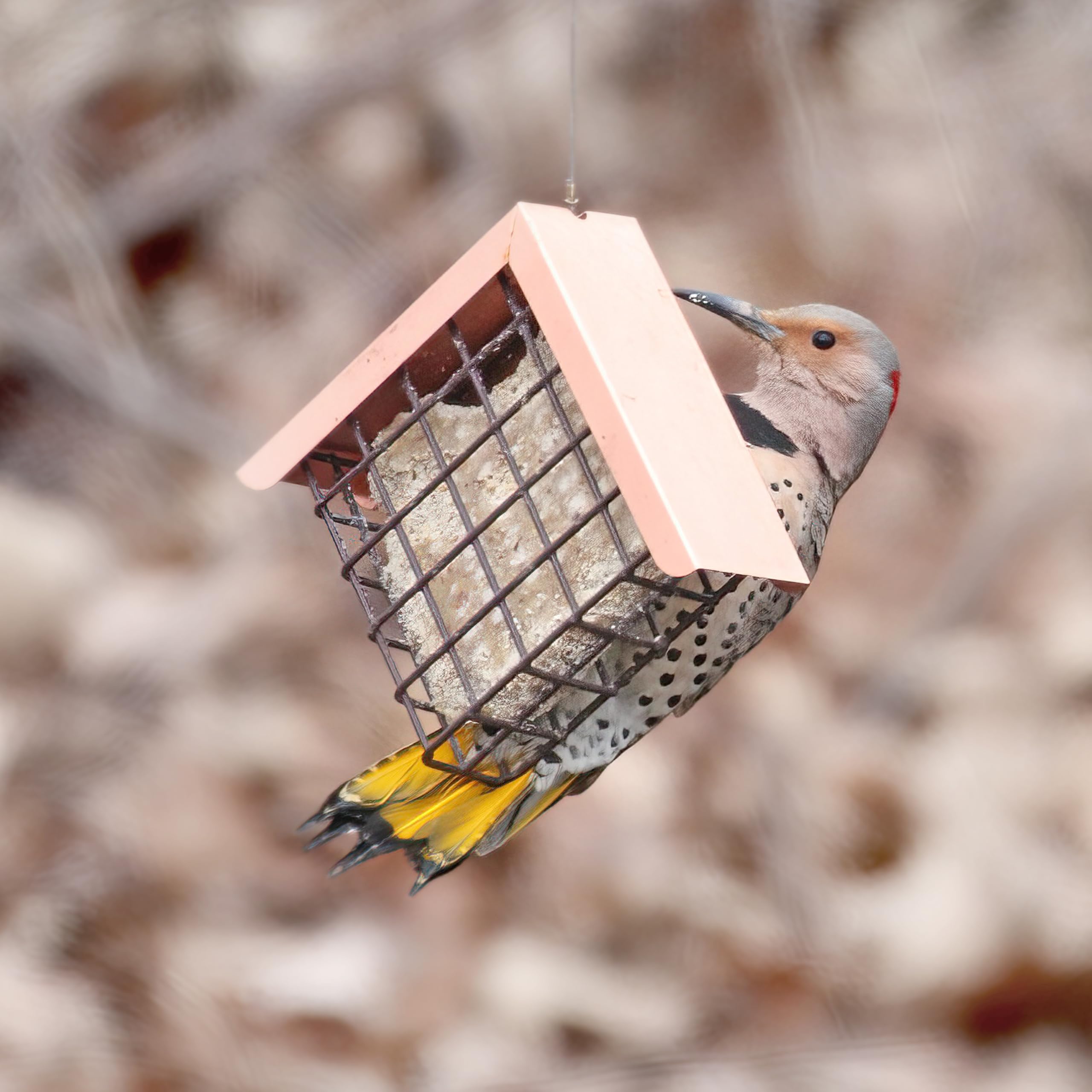 Pine Tree Farms Peanut Suet Cake in a feeder