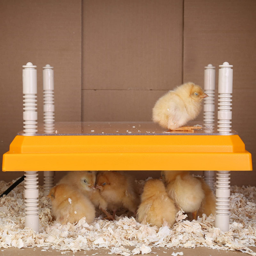Pitalok Brooder Heater with adjustable height settings displayed