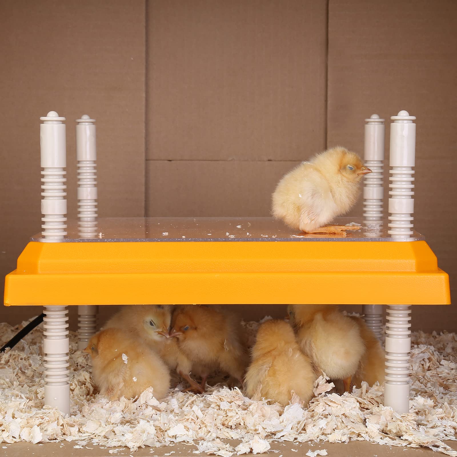 Pitalok Brooder Heater with chicks resting comfortably underneath