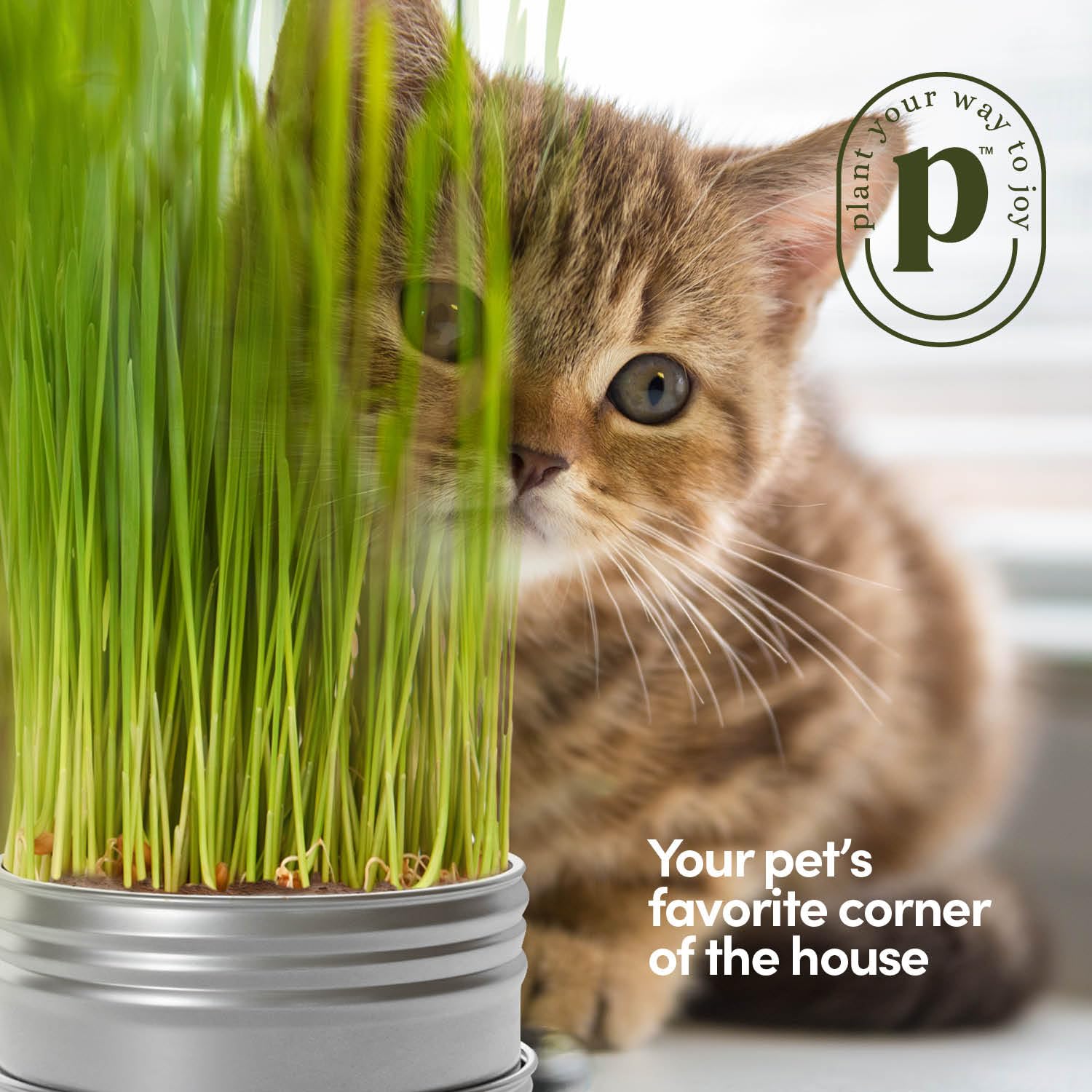 Planters' Choice Cat Grass Kit components laid out on a table