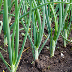 Planting guide included with Stargazer Perennials onion mix