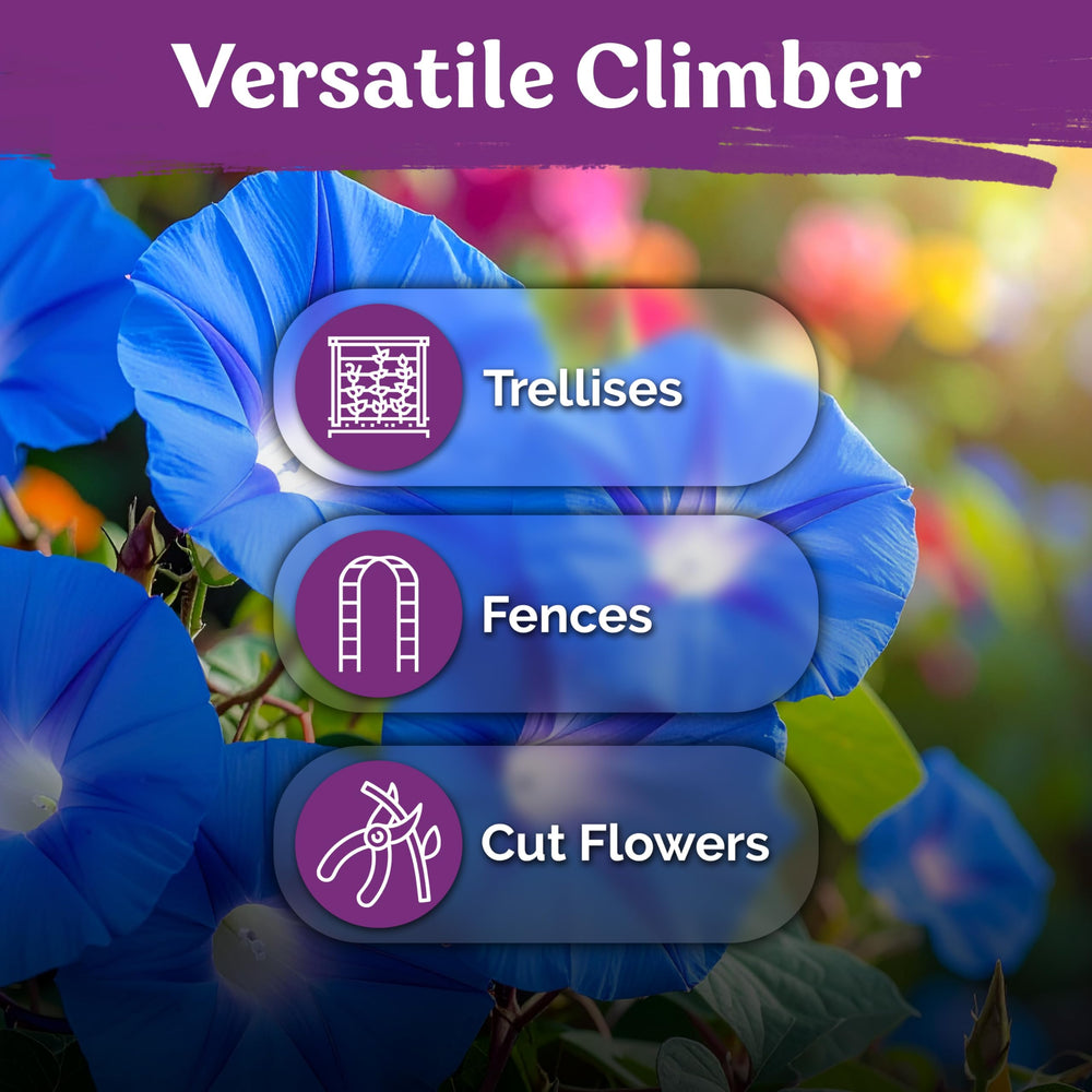 Planting Heavenly Blue Morning Glory seeds in soil