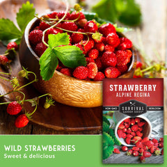 Planting instructions for Alpine Regina strawberry seeds