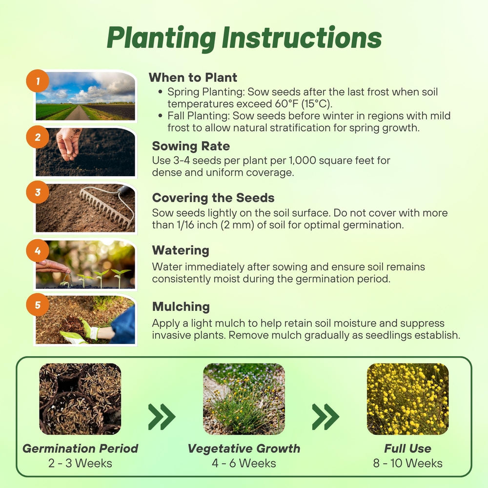 Planting instructions for Billy Button Craspedia Seeds