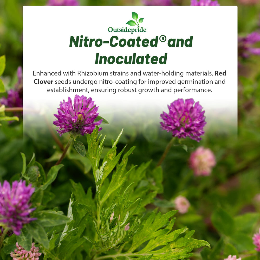 Planting instructions for Outsidepride Red Clover Seeds