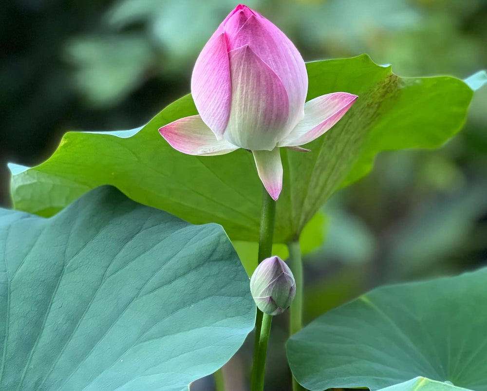 Planting instructions for ZEshops Bowl Lotus Seeds