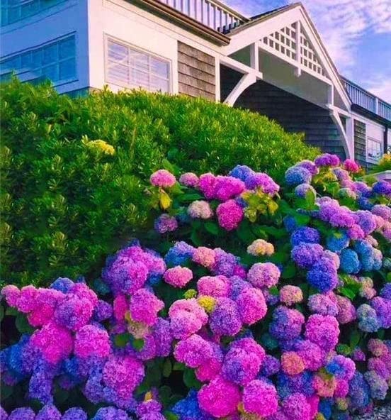 Planting instructions for ZEshops Hydrangea Seeds