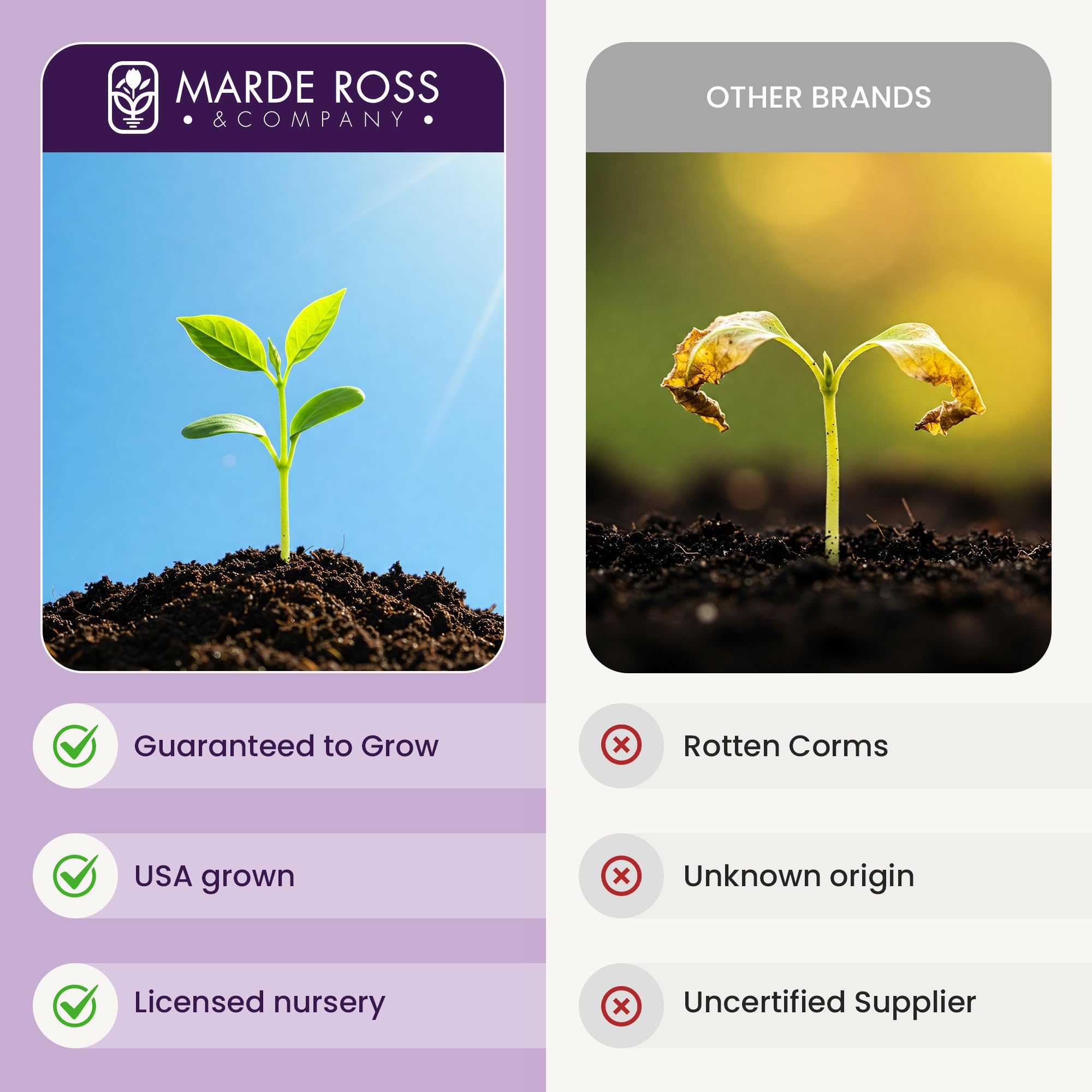 Planting instructions included with the Saffron Crocus corms