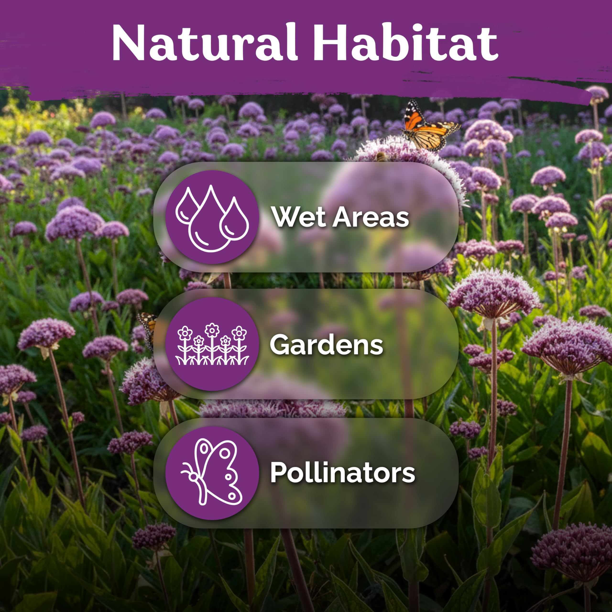 Planting Joe Pye Weed seeds in moist garden soil