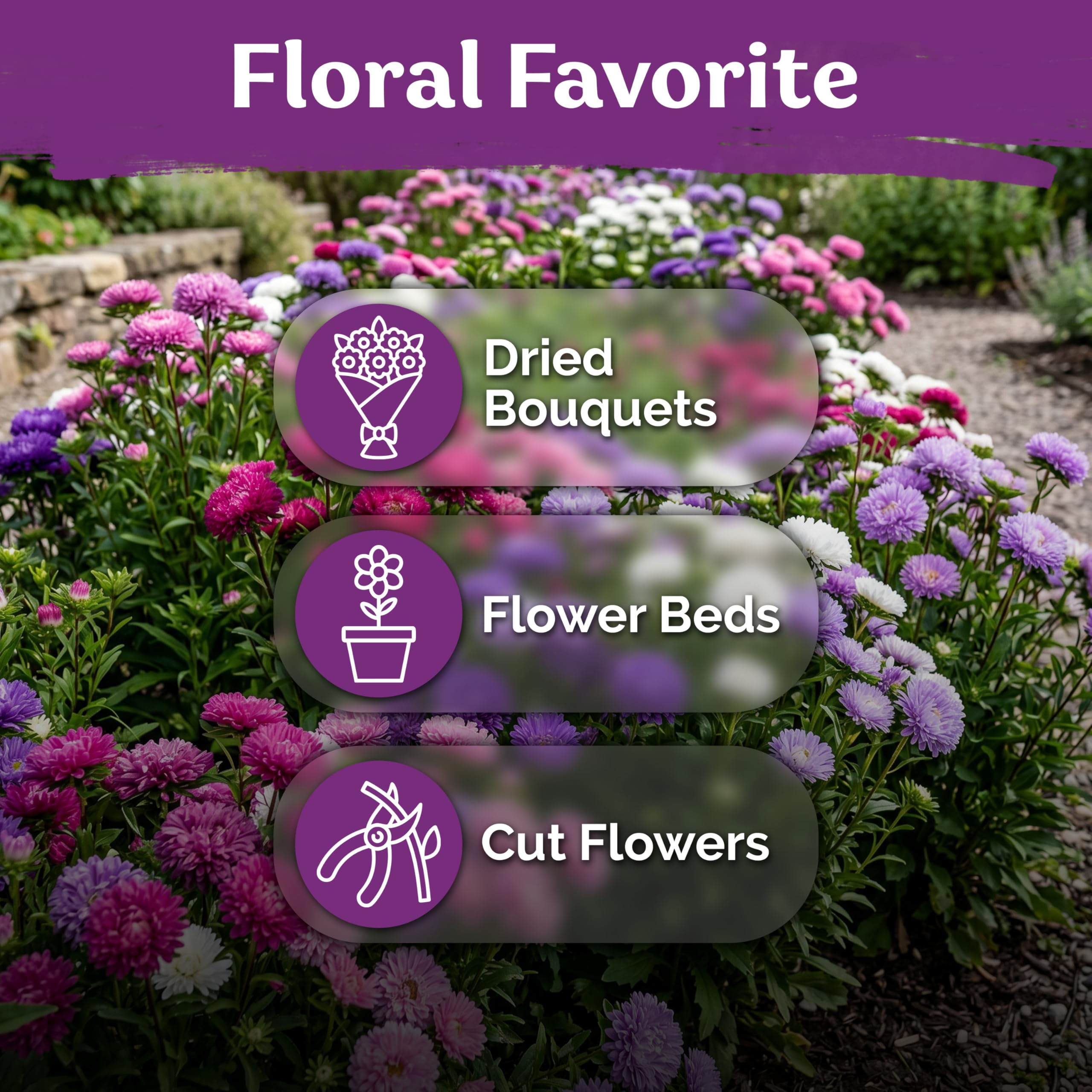 Planting KVITER Mix Powder Puff China Aster seeds in garden