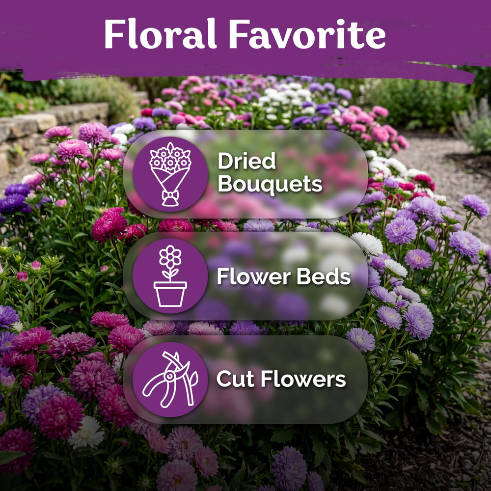 Planting KVITER Mix Powder Puff China Aster seeds in garden