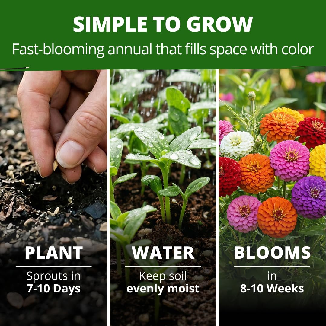 Planting Lilliput Dwarf Zinnia Seeds in garden