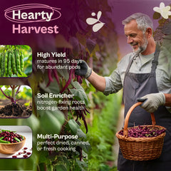 Planting SVI Dark Red Kidney Beans Seeds in garden