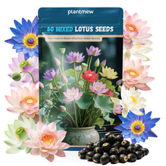 PLANTMEW 60 PCS Mixed Colour Lotus Seeds packaging front view