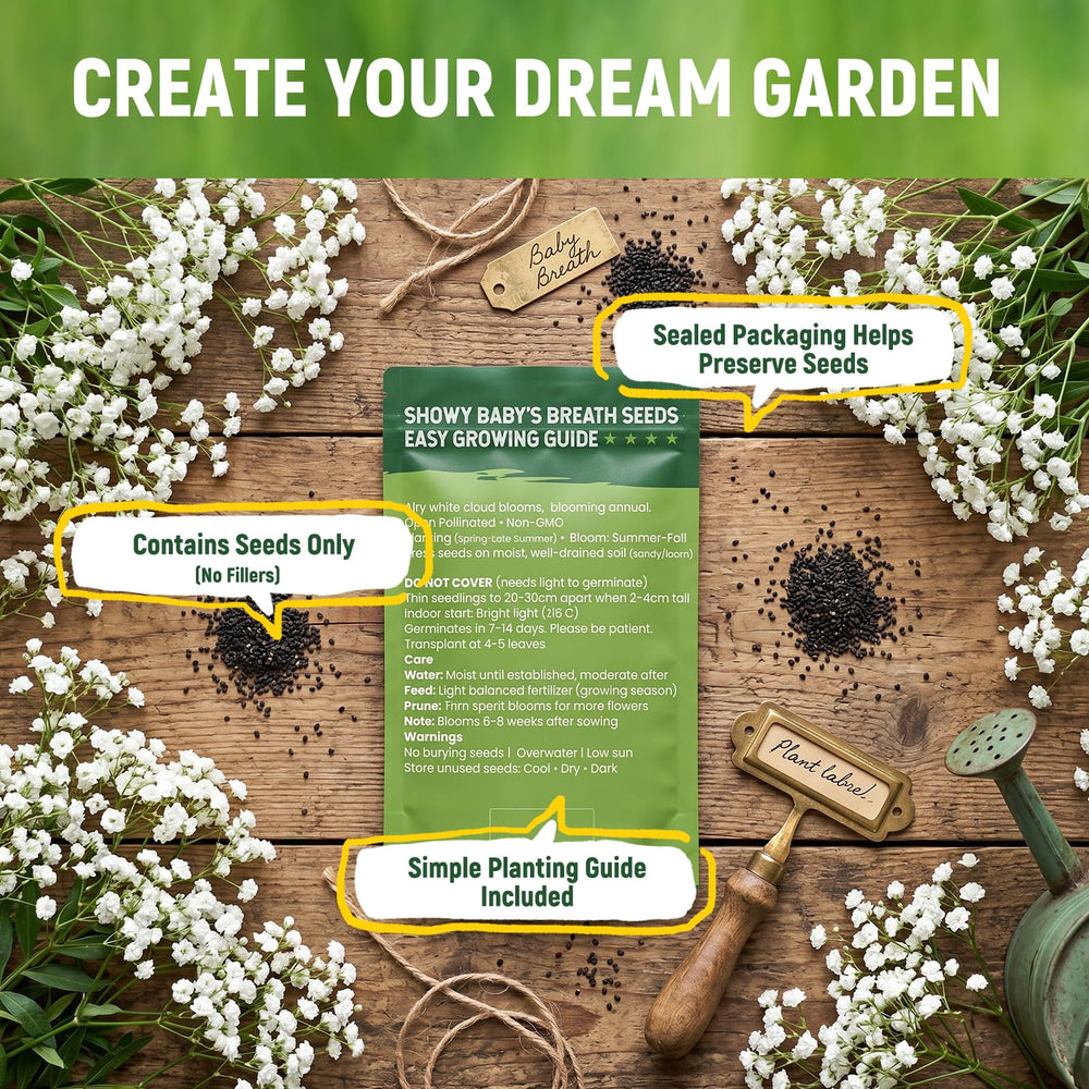 PLANTMEW Baby's Breath seeds in hand, ready for planting