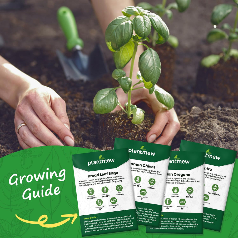 PLANTMEW Herb Seeds Variety Pack back view with instructions