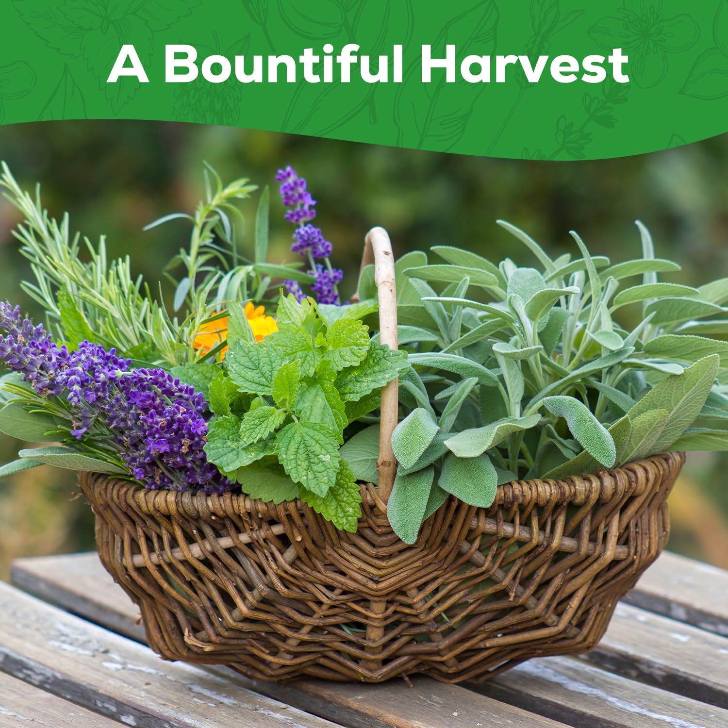 PLANTMEW Herb Seeds Variety Pack with measuring spoon for seeds