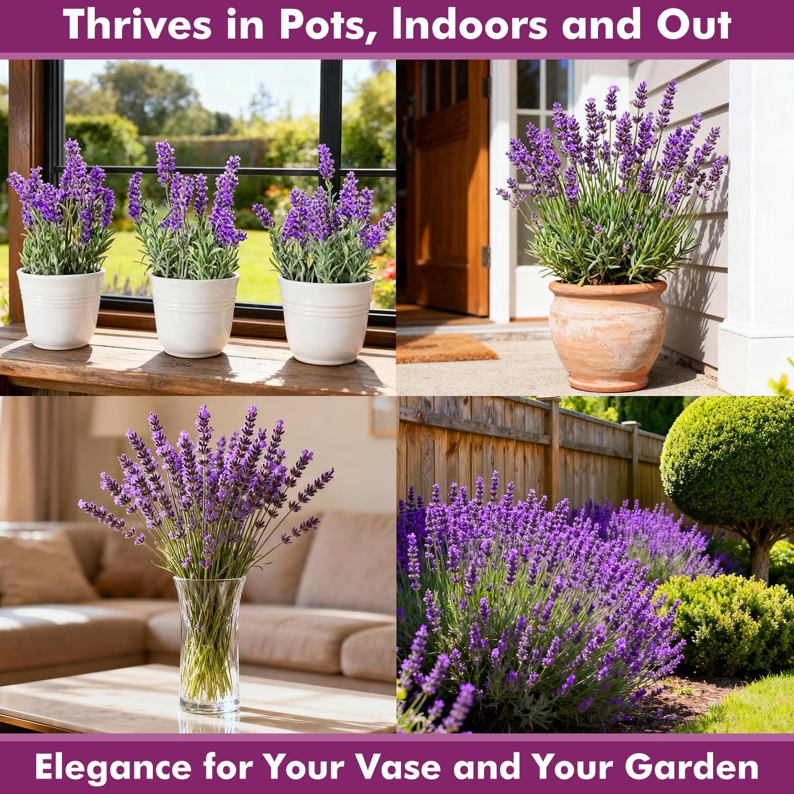 PLANTMEW lavender seeds packet with purple flowers
