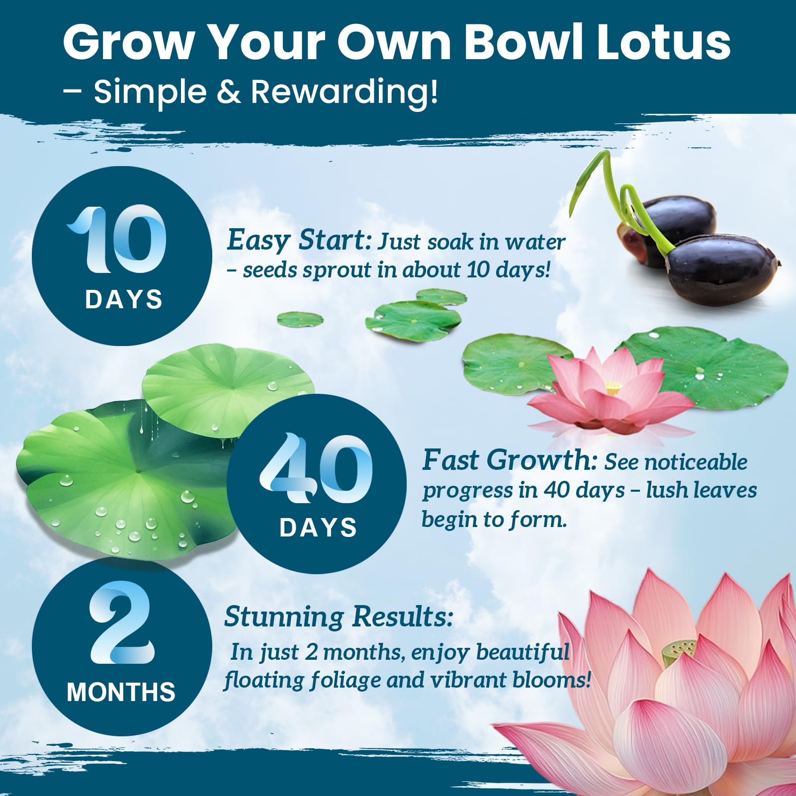 PLANTMEW lotus seeds sprouting in water