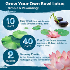 PLANTMEW lotus seeds sprouting in water
