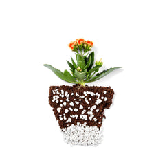 Plantonix Perlite Bliss mixed with potting soil