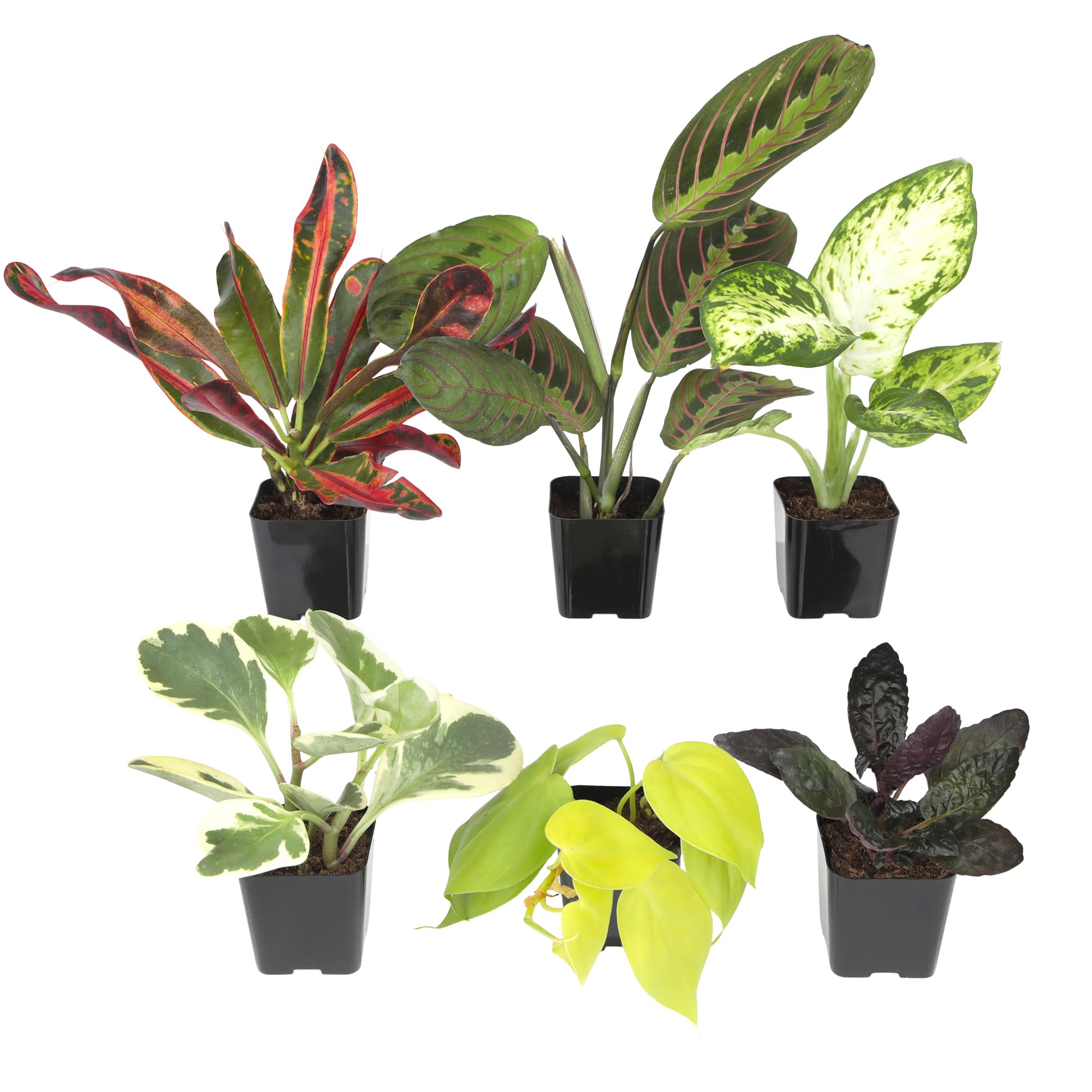 Plants for Pets assorted live houseplants in 2-inch pots