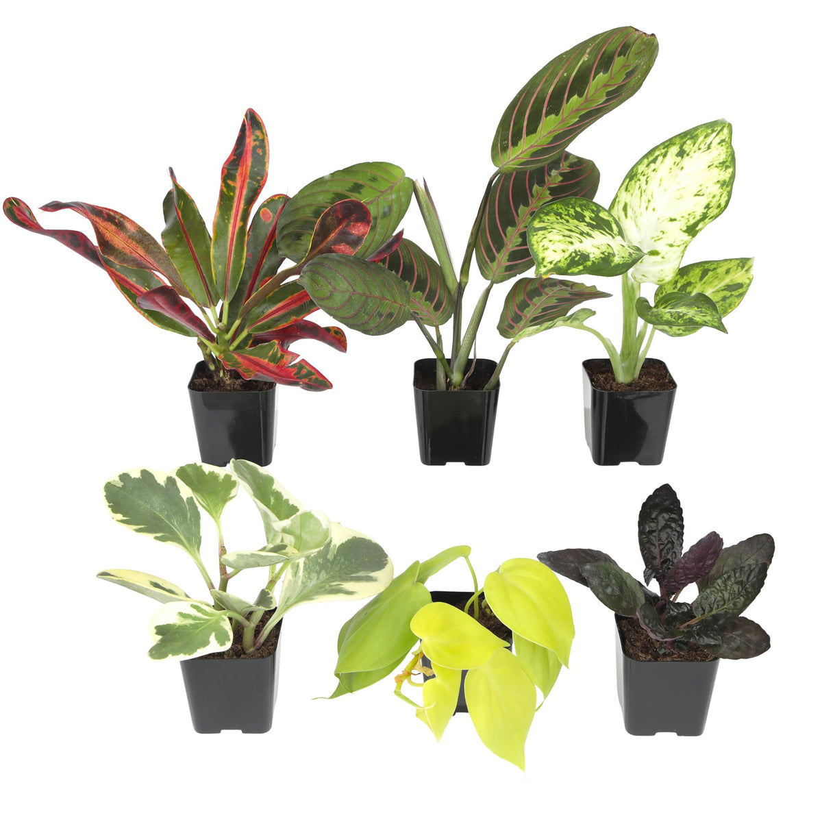 Plants for Pets assorted live houseplants in 2-inch pots