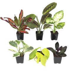 Plants for Pets assorted live houseplants in 2-inch pots