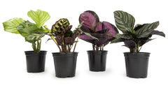 Plants for Pets Calathea Plant 4-Pack in black pots