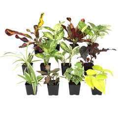 Plants for Pets Easy to Grow Houseplants 12 Pack assorted plants in ceramic pots