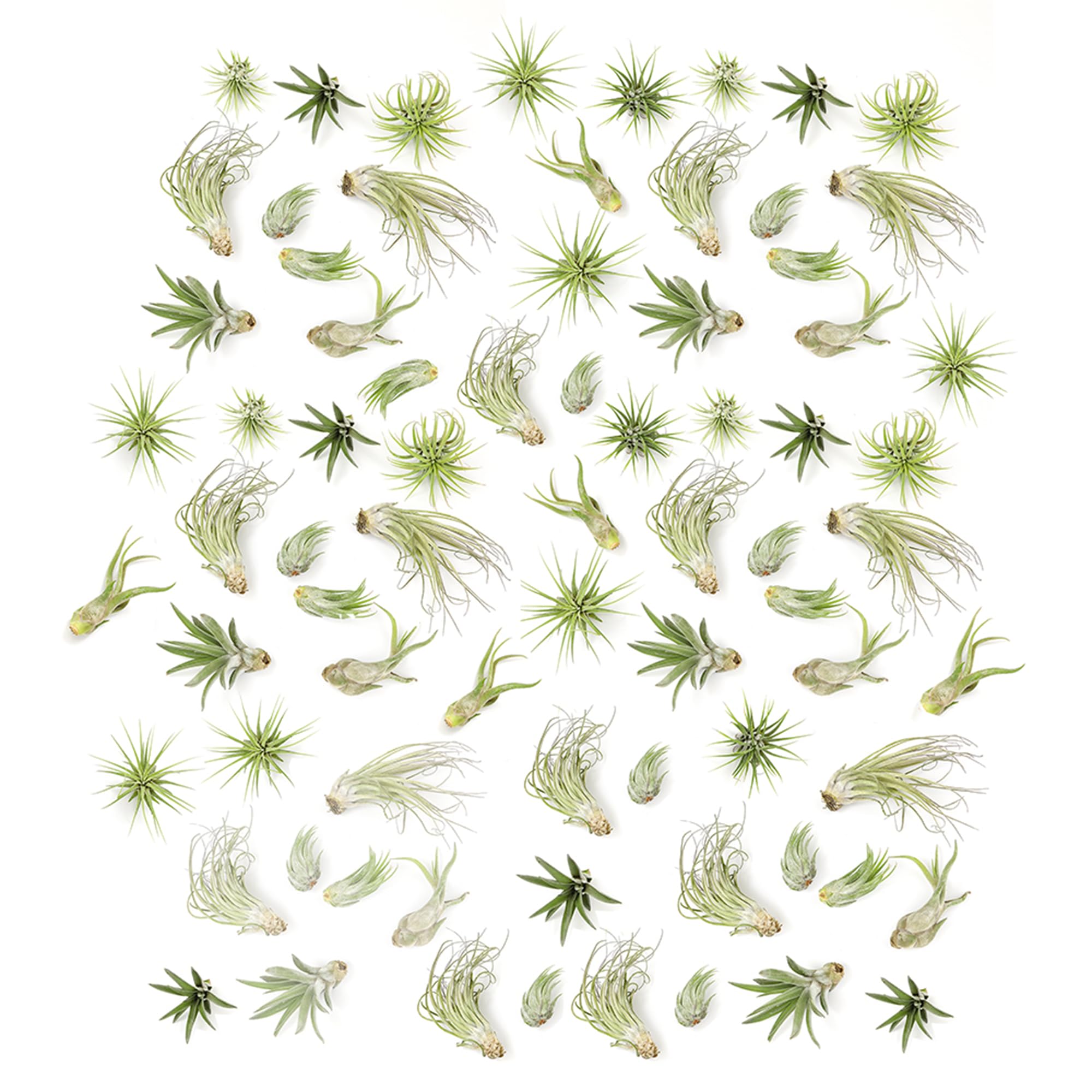 Plants for Pets Tillandsia Air Plants arrangement front view