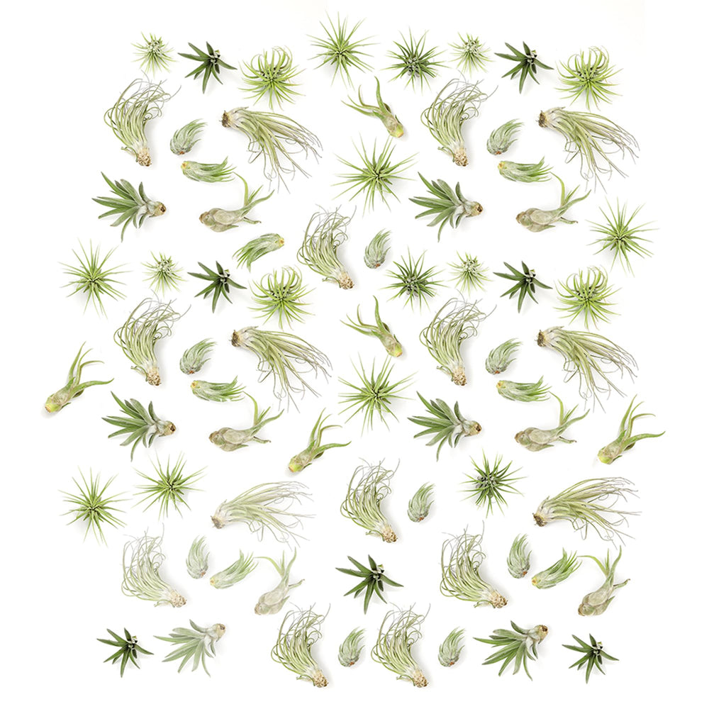 Plants for Pets Tillandsia Air Plants arrangement front view