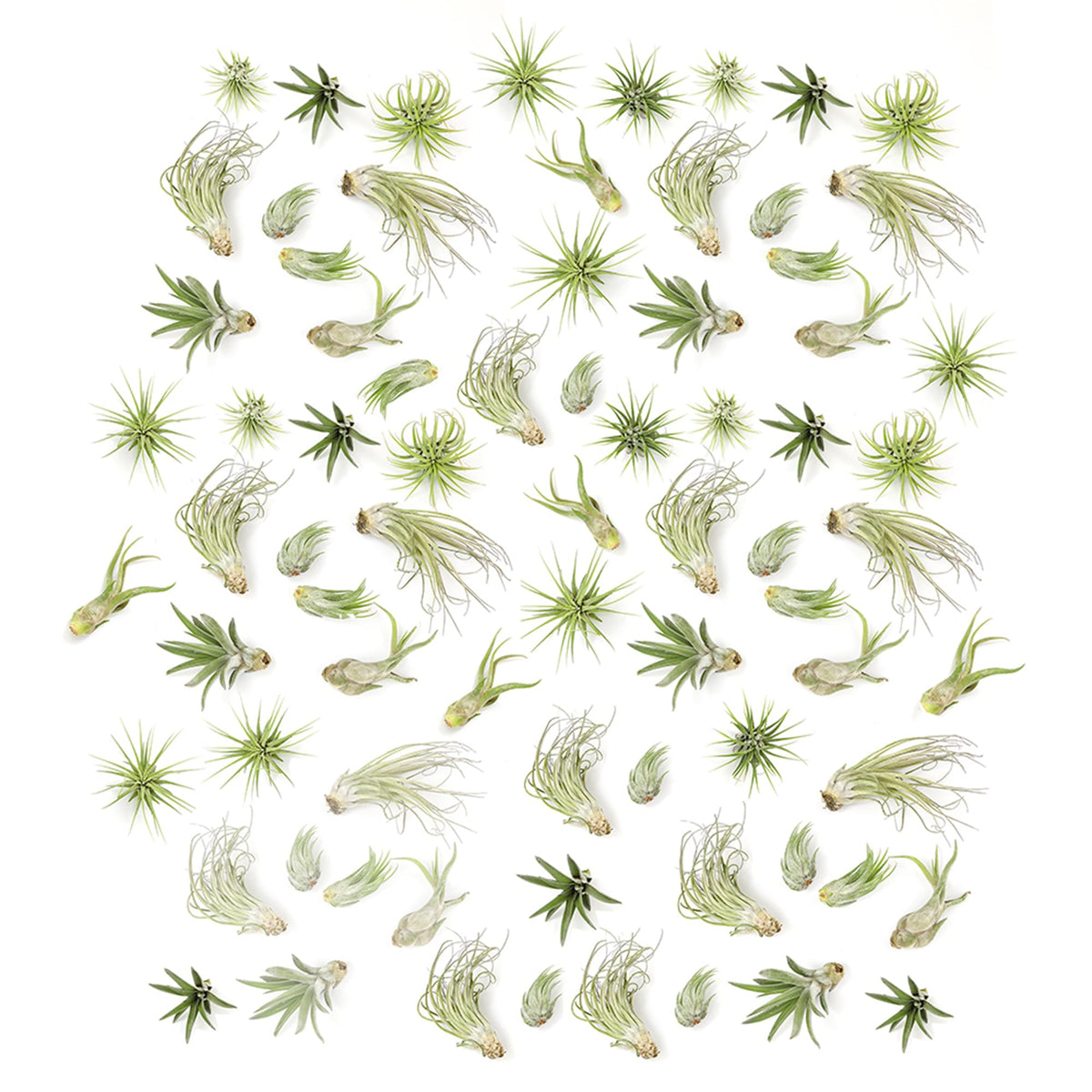 Plants for Pets Tillandsia Air Plants arrangement front view