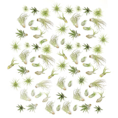Plants for Pets Tillandsia Air Plants arrangement front view
