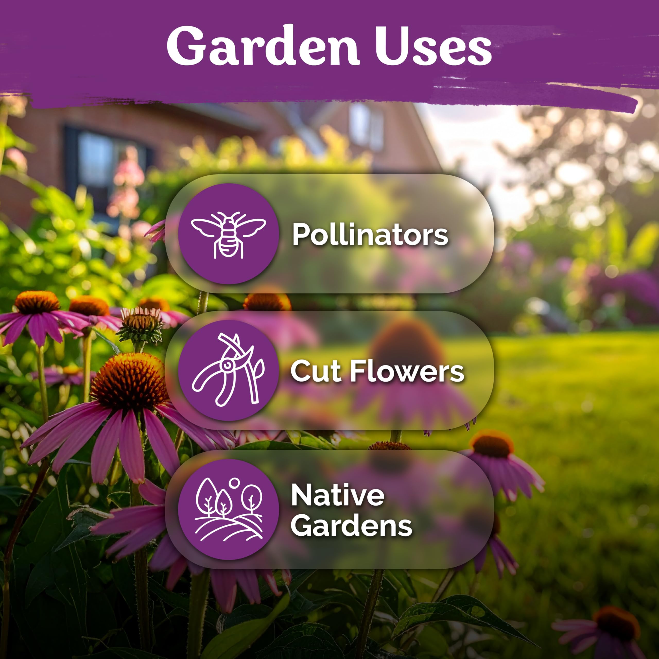 Pollinators attracted to blooming coneflowers