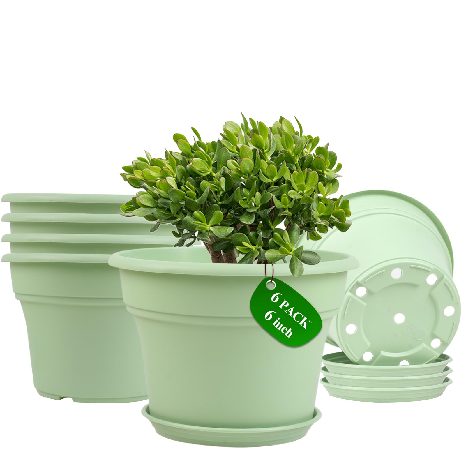 Pottiffe 6 inch green plant pot front view